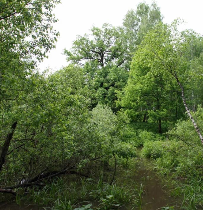 Ульяновский лес